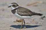 odd feet semipalmated plover sandy point plum island