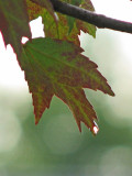 A drop of water