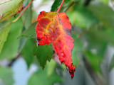 A wet Fall morning