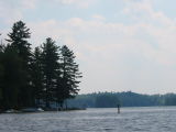 Belknap Logo Trees