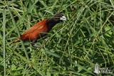Adult Chestnut Munia (ssp. jagori)