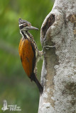 Adult female Greater Goldenback