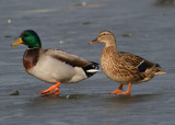 Mallard pair