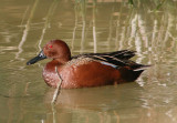 Cinnamon Teal; male