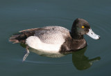Lesser Scaup; male