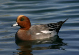 Eurasian Wigeon; male