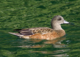 American Wigeon; female