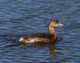Pied-billed Grebe; basic