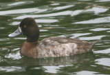 Lesser Scaup; female