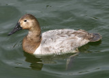 Canvasback; female