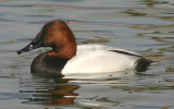 Canvasback; male