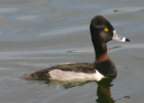 Ring-necked Duck; male