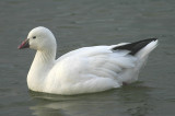 Ross's Goose