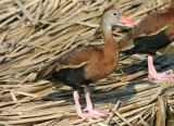 Black-bellied Whistling-Duck