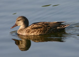 Gadwall; female