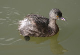 Least Grebe; basic