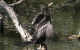 Neotropic Cormorant