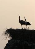 Marrakech storks living on city walls