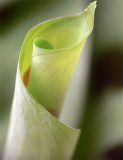 New leaf