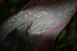 Any emotion, if it is sincere, is involuntary. -Mark Twain