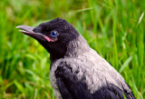 hooded crow