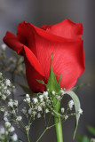 Red RoseJanuary 10, 2009
