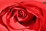 Rose MacroJanuary 14, 2009