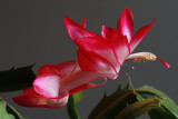 Christmas Cactus Macro November 19, 2010