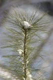 Snow on Whte Pine 2