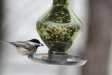 Closeup of Chickadee at feeder