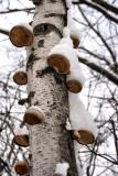 Snow on Birch TreeJanuary 24, 2006