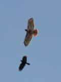 Hawk and Crow