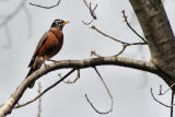 Robin - March 14, 2006 PAD