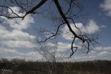 Tree Branch