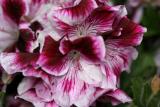 May 13, 2006Geranium