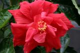 May 31, 2006Hibiscus