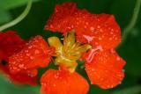 June 9, 2006Water on Flower