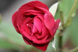 Red Rose