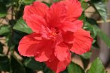 July 21, 2006Red Hibiscus
