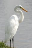 Egret at PondSeptember 6, 2006