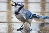 Wet BluejayMarch 8, 2008