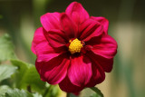 Red DahliaMay 20, 2008