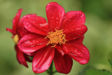 Red DahliaJune 6, 2008