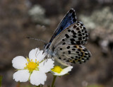 Fetörtsblåvinge (Scolitantides orion)