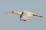 White Ibis