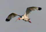 White Ibis