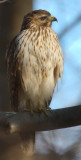Immature Red-shouldered Hawk, Near Mercer Wetlands, Atlanta
