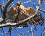 Red-shouldered Hawks mating, near Mercer Wetlands, Atlanta