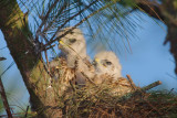 Red-shouldered Hawk chicks, Mercer Wetlands