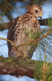Red-shouldered Hawk Chick, Mercer Wetlands